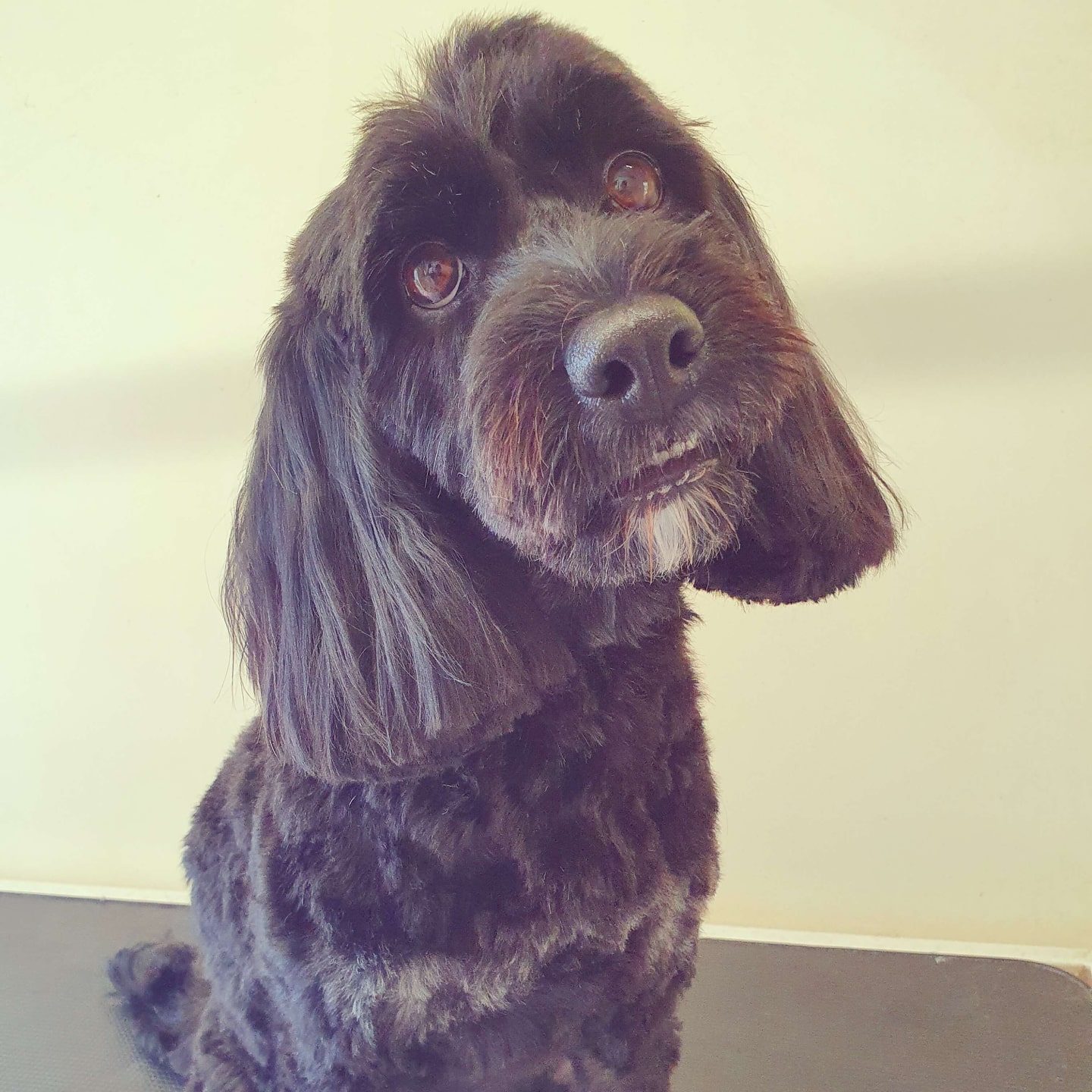 worthing dog groomer - rosie - cockerpoo